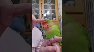 【飼い主がインコをカキカキするとこうなります】#Shorts#コザクラインコ#インコ#lovebirds