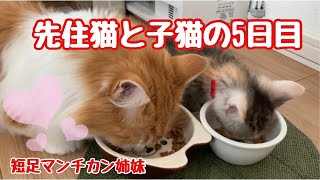 先住猫と子猫の5日目　初めての多頭飼い