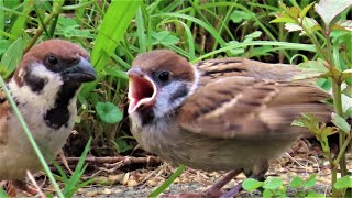 麻雀父母餵食幼鳥--飢餓的孩子Sparrows parent feed their hungry Fledglings#麻雀 #sparrow #スズメ