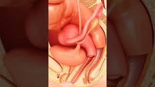 Internal Reproductive Organ in female 😊 #shortsvideo