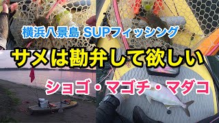 【マゴチ1匹、タコ2ハイ】SUPフィッシング@横浜八景島20210911