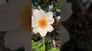 என்னுள்ளே என்னுள்ளே ஏதேதோ செய்கிறதே#Ennulle ennulle ethetho seigiratho#dahlias #white #flo #flowers