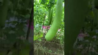 சுரைக்காய் வளர்பு#விவசாயம் #புடலங்காய் நடவு#bottle gourd farming#india