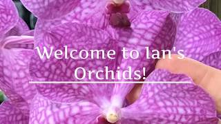 Motes Orchids Unboxing and Surprise!!