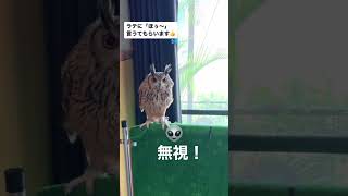 【ラテにお返事してもらいたいヌシvs #フクロウのいる暮らし #owl #ふくろう #ベンガルワシミミズク #ミミズク #ラテ #癒し動画 #ばあちゃん #フクロウの鳴き声 ばあちゃん】