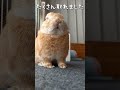 【うさぎカフェ】抜けた毛がたくさん集まりました　 shorts うさぎカフェ うさぎ bunny