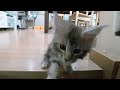 シルバーのメインクーン子猫マリーちゃん２