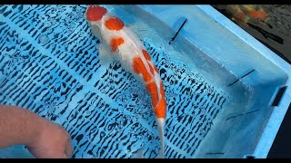 New Pond Update (Was Paul right?!) and Koi for sale!