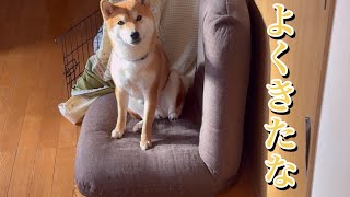 2025年1月14日ゆったり〜日常の甘えん坊可愛い柴犬むぎちゃんぎんちゃんなのだ