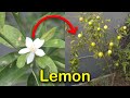 Time Lapse of Lemon Tree Growing Lemon | Kitchen Garden