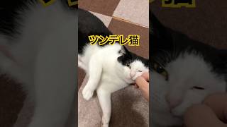 甘えたかと思ったら逃げてまた甘える　#猫 #cat