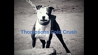 THOMPSON KENNELS CRUSH (BOYLES BOLIO  ELI )