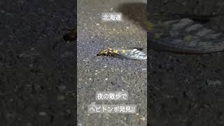 ヘビトンボ　#トンボ　#北海道　#虫探し