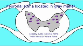 SPINAL CORD GRAY MATTER