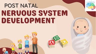 Post Natal Development of the Nervous System