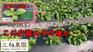 害虫被害が凄かった「白菜」のその後が、予想通り・・？（2023.10.27）