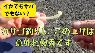 サバでもイカでもない？カサゴ釣りに、このエサは意外と優秀です