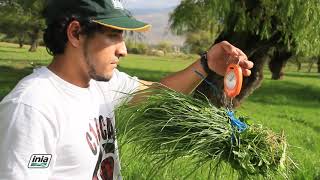 IMPORTANCIA DE GRAMINEAS Y LEGUMINOSAS FORRAJERAS PARA LA RECUPERACIÓN DE PASTURAS