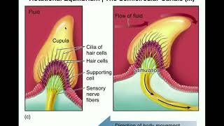 Anatomy | Physiology of the Semicircular Canals