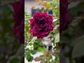 red rose trending flowers nature gardening naturelovers garden youtube whatsapp video