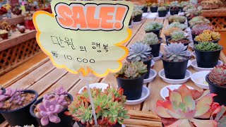 다육이 농장 대품🎈루쯔 누다 로찌등(제천 의림지다육촌) Succulent Plantation