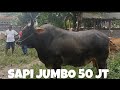 Sapi Jumbo 50 Juta Masuk Pasar Ternak