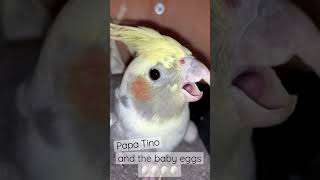 Daddy cockatiel taking care of baby eggs  #cockatiel #cute #shorts