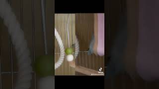 バードテントに入るラリマーちゃん #マメルリハ #マメルリハインコ#インコ#parrot #cute #shorts