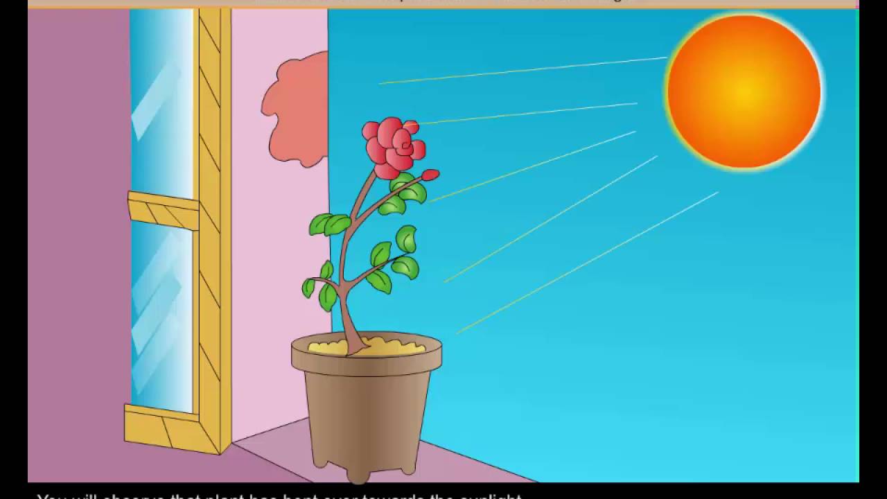 What Is It Called When Plants Move Toward Sunlight At Ruth Robinette Blog