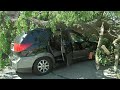 Good Samaritans rescue woman from car after storm topples tree in Albany Park