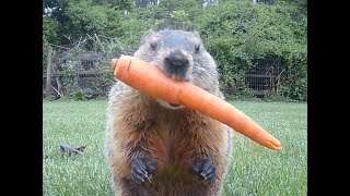 Are YOU as picky an eater as this groundhog?