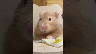 다 묻히고 먹는 #햄찌 #햄스터 #pets #asmr #hamstermukbang