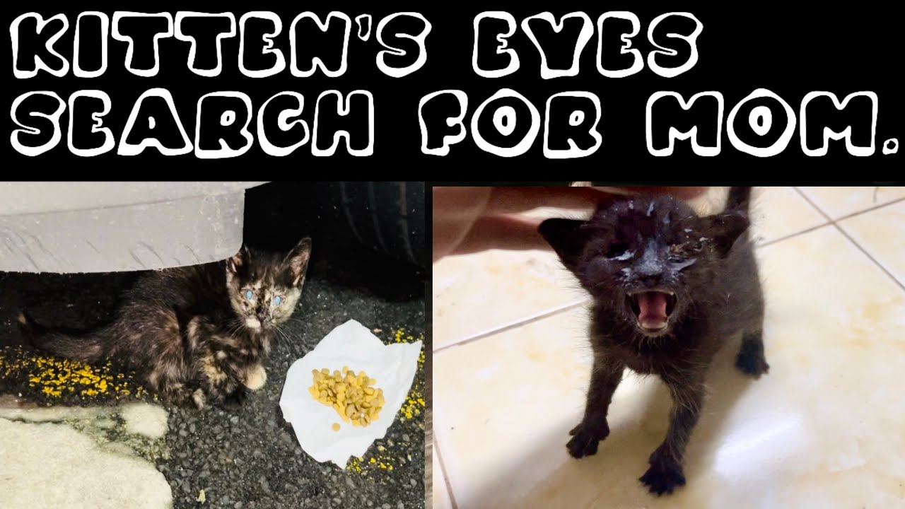 Kitten S Sad Cry Where S Mom Youtube