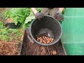 potato harvest kestrel earlies grown in containers allotment uk