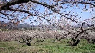 秋間梅林と観梅公園（安中市西上秋間）2016.03.20