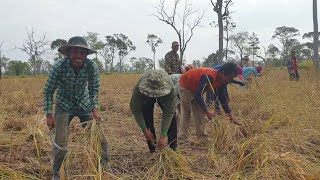 ប្រជាពលរដ្ឋច្រូតស្រូវ