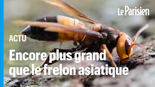 Une nouvelle espèce de frelon géant débarque en Europe