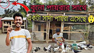 বুনো পায়রার সাথে একটা সাদা পায়রা এসেছে 😲#myworld #petsvlog