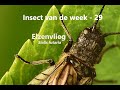 Insect van de Week 29: Elzenvlieg