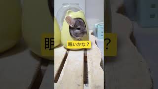 かわいいチンチラ、ツボに入って寝ちゃいそう #チンチラ可愛すぎる #壺チンチラ