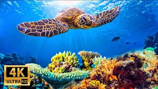3 HOURS Stunning 4K Underwater footage + Music | Nature Relaxation™ Rare & Colorful Sea Life Video