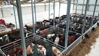 Large Cattle Shed