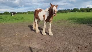 Five minute tours of Ealing and Southall: Warren Farm