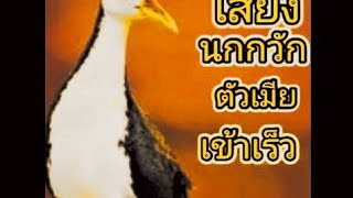 เสียงนกกวักตัวเมีย#เสียงนกต่อ#ไม่มีโฆษณา #https://youtu.be/uCiWSbfl8Xs