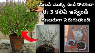 TULASI PLANT CARE | Easy Tips| 3 main ingredients|చనిపోయే మొక్క కూడ బ్రతుకుతుంది| English Subtitles