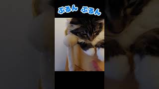 猫の手 ぷるんぷるん【メインクーンの子猫】