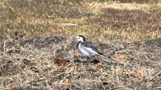 ホオジロ ( Siberian Meadow Bunting )