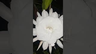 Nishagandhi/Brahmakamal/Brahmakamalam/Queen Of Night/#shorts #nishagandhi