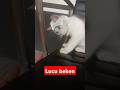 Lucu beken #cat #lucubeken#kittten #kucing #cutecat