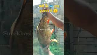 ఇది ఏ 🐟 plz guess it 🤔#shorts #fish #question #viral #shots #livefish